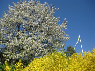 Körsbärsträdet och Forsythian - är det inte underbart ...?