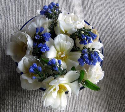 Finlands vita ros blommar för första gången på flera år, nu håller den dessutom på att drunkna. 