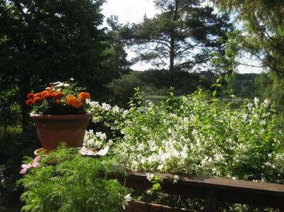 En doftande smultronschersmin och spegelblankt vatten, en ljuvlig sommarmorgon ...