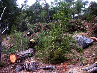 En av de stora rishögar som jag flyttat ...