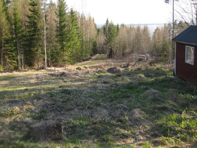 img_7828 Vitsipporna är det enda vårtecknet - än ...
