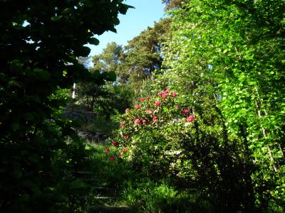 Det går alldeles för fort med blomningen, vi hinner inte med ...