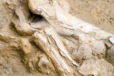 fossils03