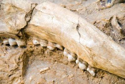 fossils07