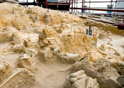 fossils10