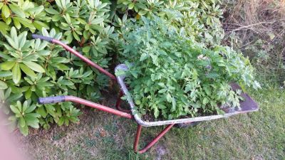 Köpte inga tomatplantor i våras - men här växer de i skottkärran ...