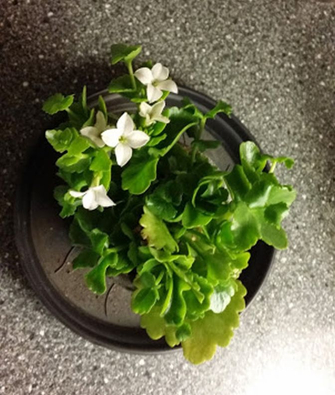 Här skulle ha varit en bild på vårt hyacint arrangemang. Men det ville sig inte (det här nya med telefonen och google ...) Det blev bild på barnbarnets födelsedagsblomma istället. Den som han fick av sin Farmor o Farfar i juli - den blommar fortfarande - och jag slänger inte levande växter ...