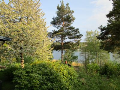 Körsbärsträdet blommar fortfarande ...