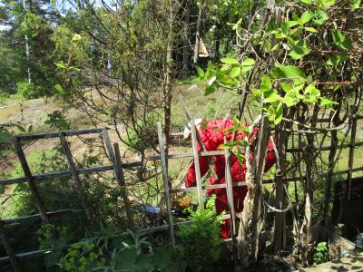 Ingen återvändo ...