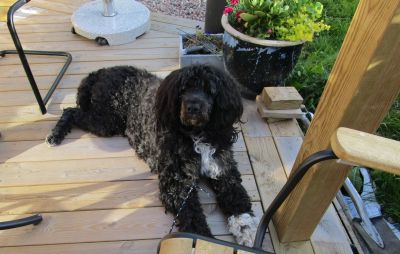 Också en som väntar på något gott ...