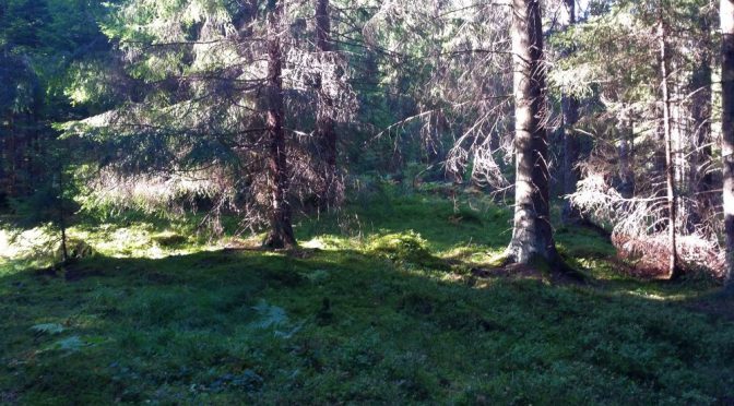 Soltorkad svamp …